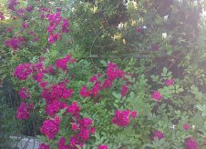 Дом 90 м² на участке 7 сот.