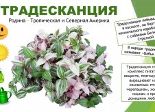 Участок 13 сот.