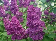 Участок 9 сот. (ИЖС)