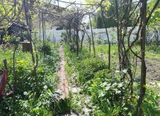 Участок 3 сот.