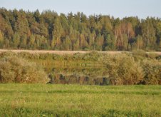 Участок 11.5 сот. (СНТ, ДНП)