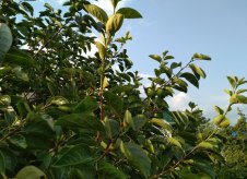 Участок 6.3 сот.