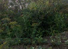 Участок 15 сот.