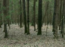 Участок 10 сот. (СНТ, ДНП)